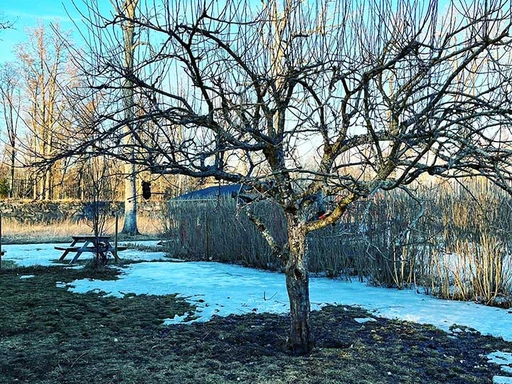 Beskärning av fruktträd på gång