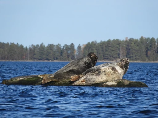 Premiär för Säl- och havsörnsafari i Axmar bruks unika Skärgårdsmiljö